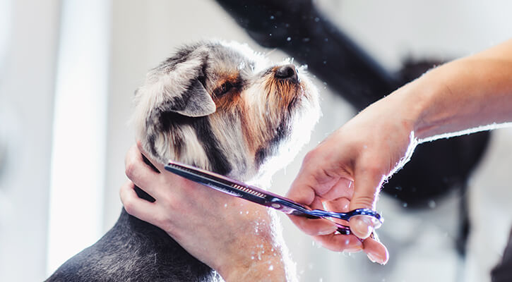 Full-Service Groom