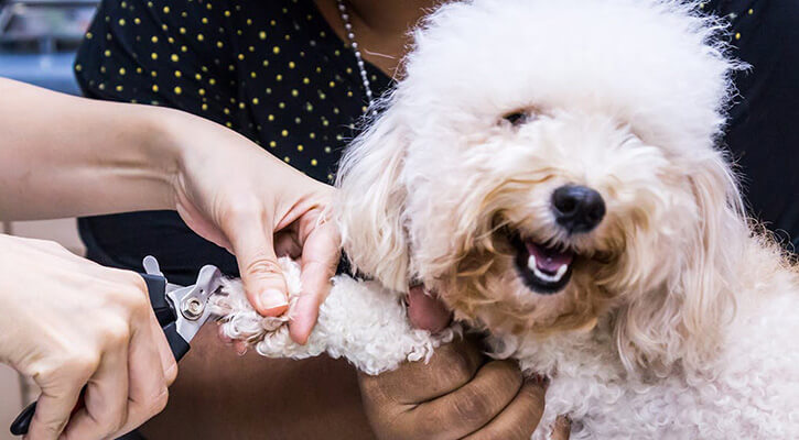 Dog nail store grooming near me