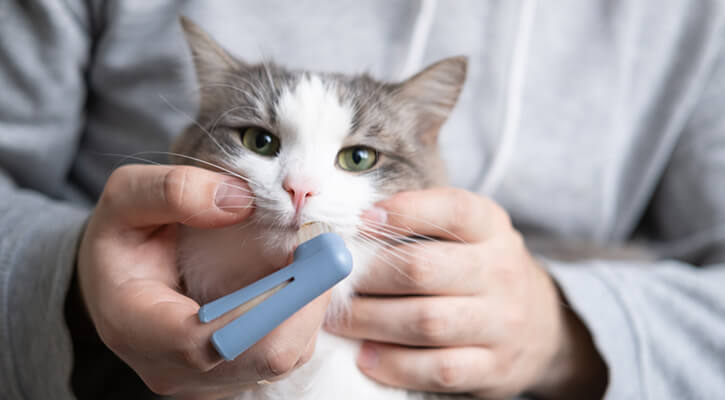 Teeth Brushing